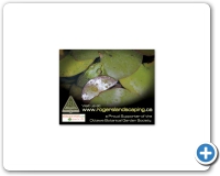 RJ_RogersLandscaping